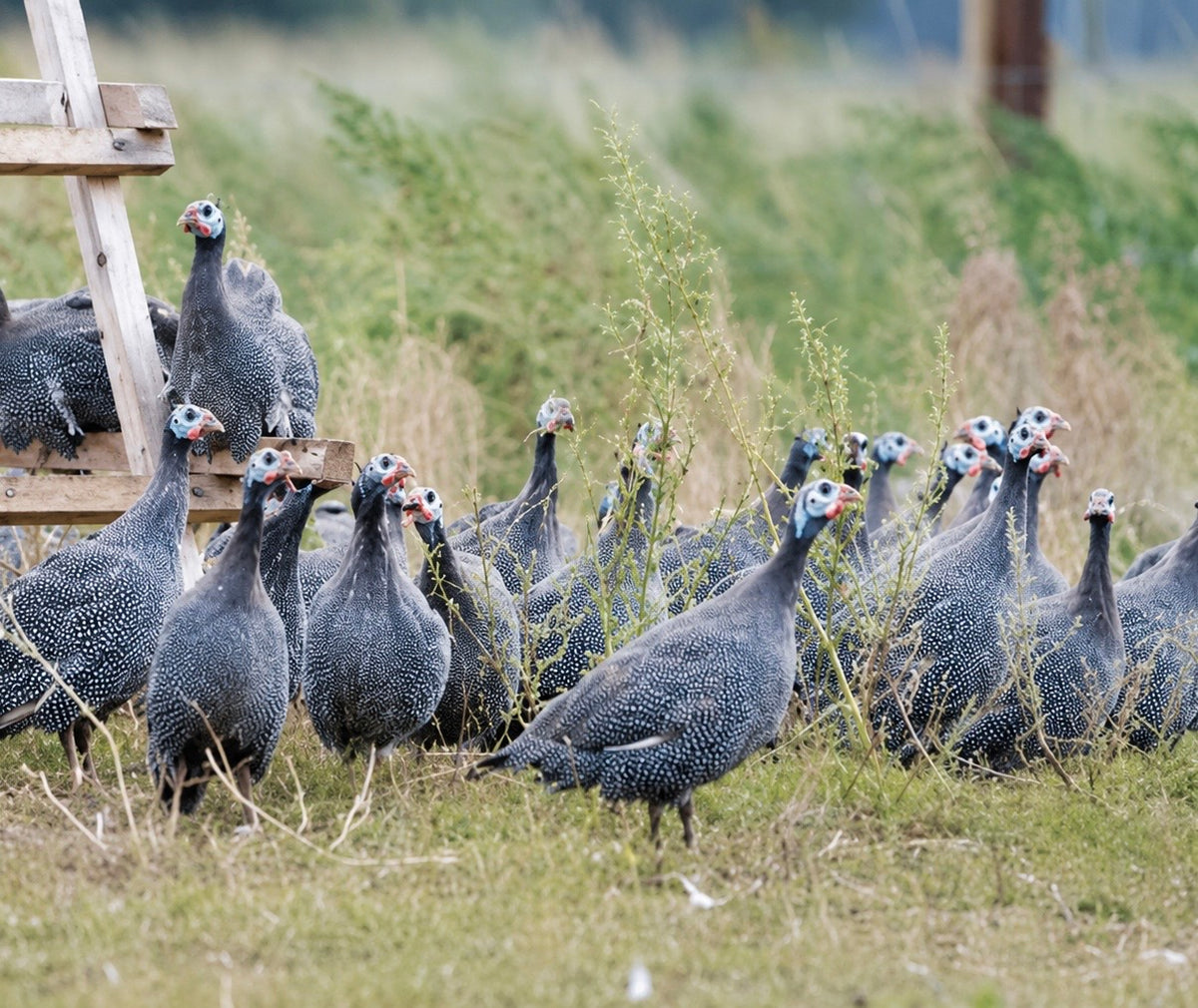 Hele Natuur Parelhoen