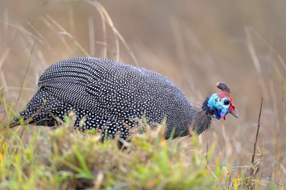 Hele Natuur Parelhoen